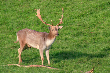 roe deer with big horns stay in a meadow