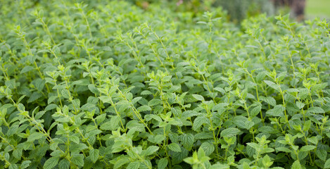 Lemon balm -  Melissa, herb which helps sleep well and has calming effect.
