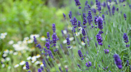 Medicinal herb garden in old English style with old varieties and mixed borders.