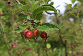 Closeup of Crab Apples in Autumn, Derbyshire England
