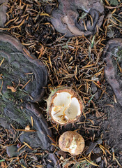 Empty Horse Chestnut seed pod, Derbyshire England
