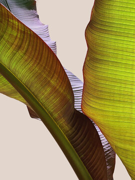 Tropical exotic palm leaves background. Aesthetic minimal floral composition