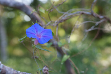 Closeup of blue morning glory flower in the wild. Selective focus. Blurred background. 