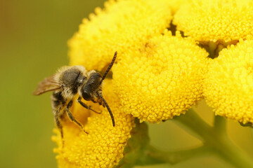 Closeup on a decolored, brown-haired male yellow-legged mining bee, Andrena flavipes , on a yellow Tancy flower, Tanacetum vulgare