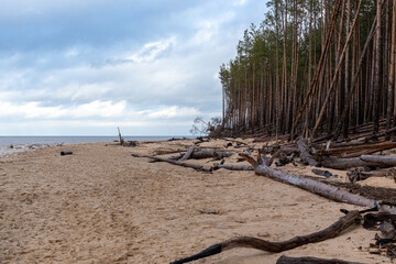 Cloudy day at the Baltic sea with fallen trees in January in Carnikava in Latvia