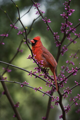 Cardinal in Blooming Tree