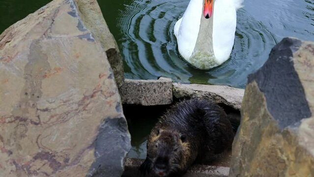 An insidious cunning swan crept up behind a nutria and pinched her back