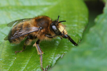 Closeup on a male fork-tailed flower bee, Anthophora furcata sitting on a green leaf cleaning it's long tongue