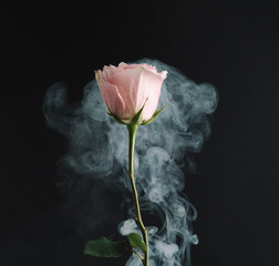 Pastel pink rose flower with white smoke on black background. Creative abstract spring nature. Minimal Valentines Day or Women's Day concept.
