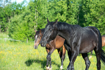  beautiful young   sportive mares walking at freedom in pasture.  herd life