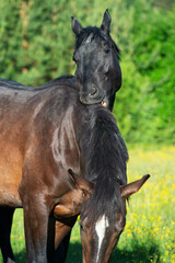  portrait of  young   sportive mares grooming himself  at freedom in pasture. close up. herd life