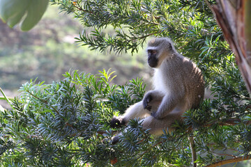 A vervet monkey Chlorocebus pygerythrus sitting on a branch in a tree in a wildlife reserve or game park in South Africa.