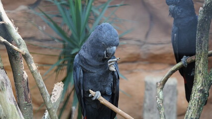 Red-tailedBlackCockatoo|Calyptorhynchus banksii|红尾黑凤头鹦鹉
