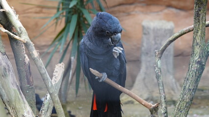 Red-tailedBlackCockatoo|Calyptorhynchus banksii|红尾黑凤头鹦鹉