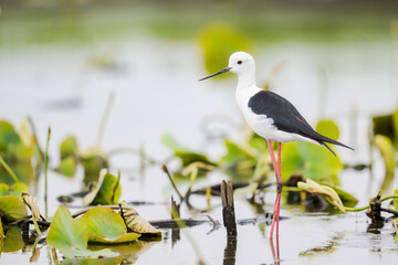 セイタカシギ (Black-winged Stilt)