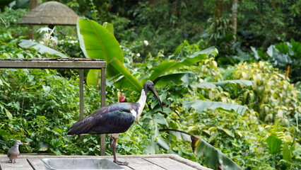 Fototapeta premium Straw-necked Ibis|Threskiornis spinicollis|蓑頸白䴉