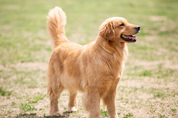 A cute golden retriever lovely dog playing in the field.