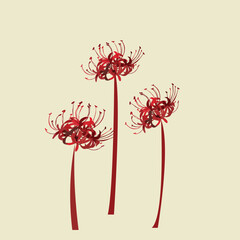 very beautiful red spider lily flower vector