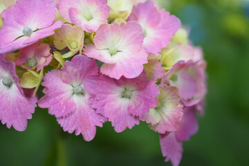 ピンクの紫陽花