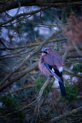 Bird