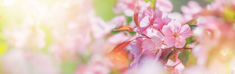 Spring background - pink flowers of apple tree on the background of a blooming garden. Horizontal...