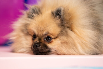 Pomeranian spitz on a colorful background