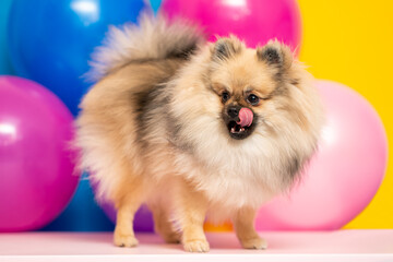 Fototapeta na wymiar Pomeranian spitz on a colorful background