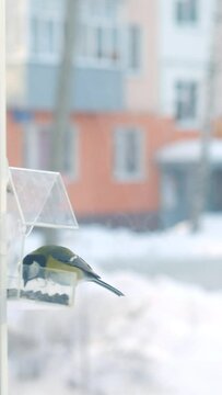 the tit flew to the transparent feeder by the window and ate the seeds,