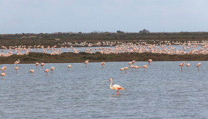 Colony of Flamingos at Delta de l'Ebre Natural Park, Catalonia