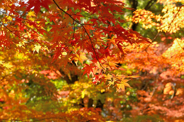 紅葉期の大興善寺「契園」