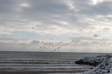 flying seagulls against the background of the sky and the sea
