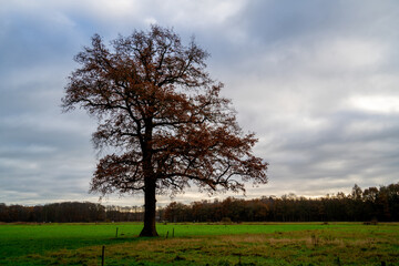 Fototapeta na wymiar Large oak tree in a meadow 