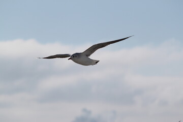 flying seagulls against the background of the sky and the sea