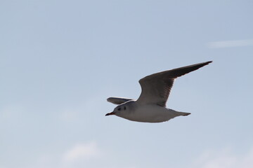 flying seagulls against the background of the sky and the sea