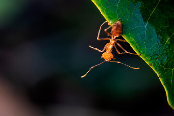 close-up red ant on leaves and dew cold and nature concept