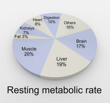 Resting Metabolism Rate concept