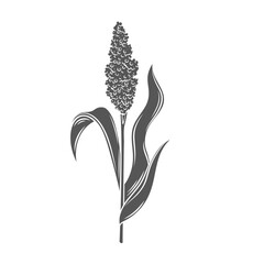 Sorghum cereal crop plant, glyph icon vector illustration. Black silhouette grain plant with seeds and leaf on stalk spikelet, agriculture sorgho grass from field, sorgo organic harvest