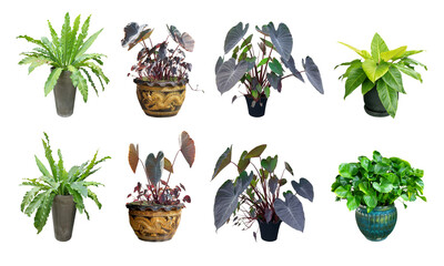 Collection ornamental trees and shrubs (ficus, fig) with colorful foliage. in clay pots for home...