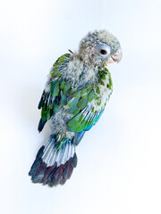 Baby bird of Crimson bellied conure parrot on the white background