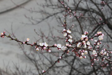 flowering branch of apricots against the blue sky