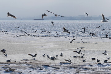 flying seagulls against the background of the sky and the sea 
