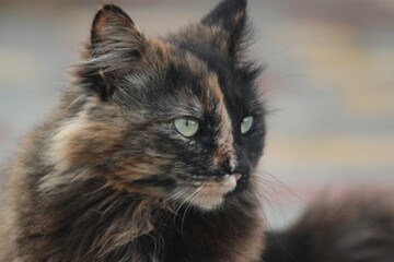 Fototapeta premium Cute cat portrait