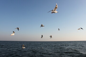 Fototapeta na wymiar flying seagulls against the background of the sky and the sea 