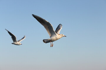 flying seagulls against the background of the sky and the sea 