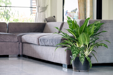 Aglaonema foliage in pot at living home, Spring Snow Chinese Evergreen, Exotic tropical leaf,...
