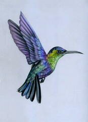 Obraz na płótnie Canvas Hummingbird in flight colored pencils illustration for a postcard print