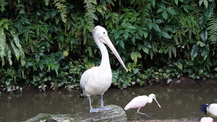 pelican in the water | Pelicans (genus Pelecanus) | 鵜鶘