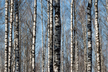 forest background, in the photo trees in the forest against the blue sky