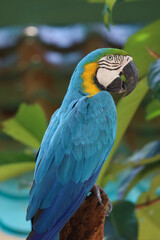 Close up the Blue and yellow macaw parrot bird in garden