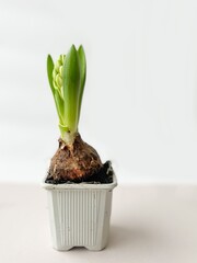 Growing hyacinth. Hyacinths bulb. Spring flower on white background